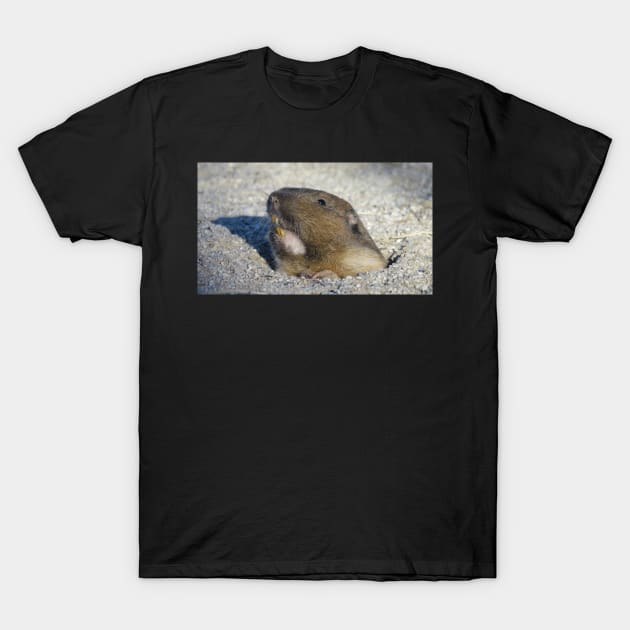 Pocket gopher T-Shirt by SDym Photography